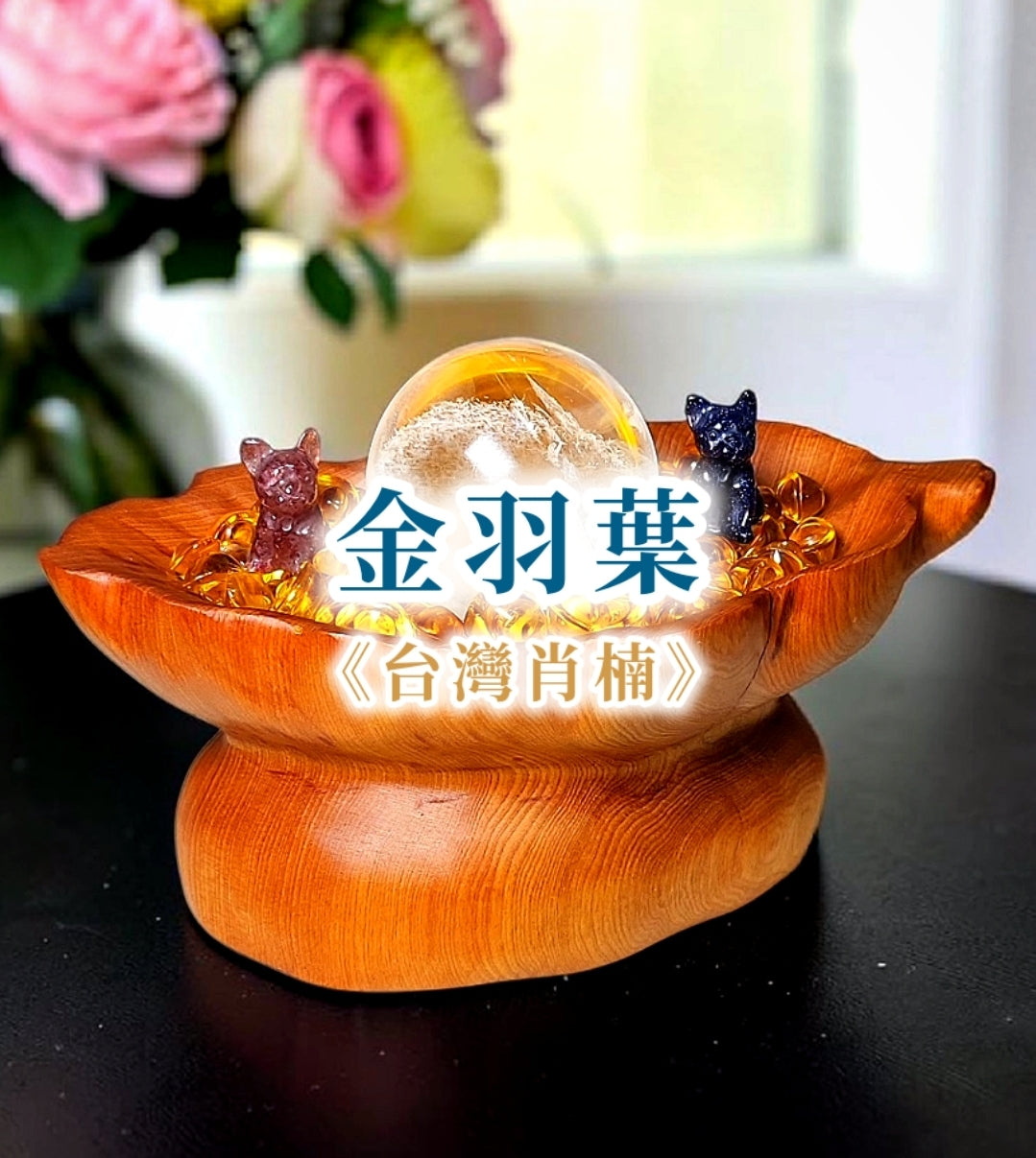 台湾肖楠 木鉢「金羽葉」